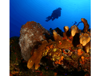 Indulge Your Passion - SCUBA Package - Saba, Dutch Caribbean,  4 days, 3 nights (1 spot)
