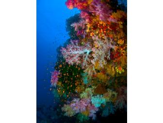 NAI'A Fiji- luxury live-aboard. You Choose Dates in 2013 Subject to Availability (1 space)