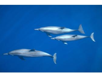 NAI'A Fiji- luxury live-aboard. You Choose Dates in 2013 Subject to Availability (1 space)