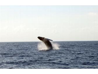 Bahamas Dive Adventure 7 day, 6 Night for Two Aboard 'The Juliet',  Apr 14-20 2012