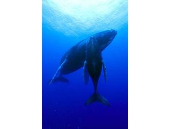 Socorro - Big Animal Central! SolmarV Live-Aboard (1 Space) Choose Date - Subject to Avail