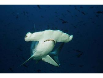 Socorro - Big Animal Central! SolmarV Live-Aboard (1 Space) Choose Date - Subject to Avail