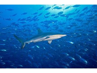 Socorro - Big Animal Central! SolmarV Live-Aboard (1 Space) Choose Date - Subject to Avail