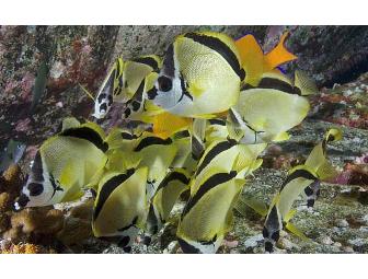 Socorro - Big Animal Central! SolmarV Live-Aboard (1 Space) Choose Date - Subject to Avail