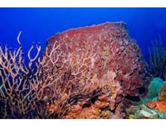 Indulge Your Passion - SCUBA Package - Saba, Dutch Caribbean,  4 days, 3 nights (1 spot)