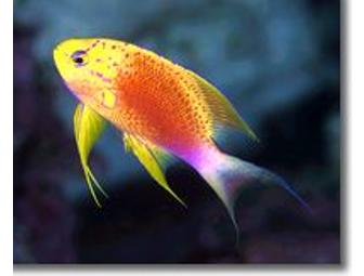 3 Days of 2 tank boat dives in Kailua-Kona, Hawaii