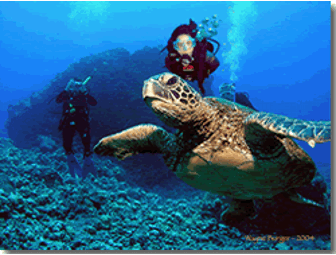 3 Days of 2 tank boat dives in Kailua-Kona, Hawaii