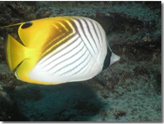 3 Days of 2 tank boat dives in Kailua-Kona, Hawaii