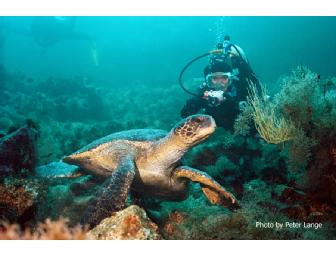 Toast New Year on 'Galapagos Sky' live-aboard luxury dive trip, Jan 1-8, 2012 (1 space)