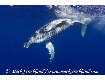 Take an engaging Photography Lesson with avid marine naturalist, Mark Strickland