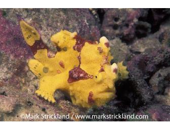 Take an engaging Photography Lesson with avid marine naturalist, Mark Strickland