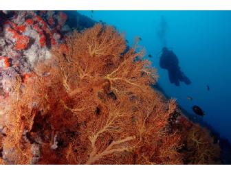 Fiji Diving and Luxury at Kadavu, Matava Resort, 8 day 7 nights (1 space)