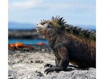 'Galapagos Sky' luxury live-aboard, (1 space) You Choose Dates - Subject to Availability