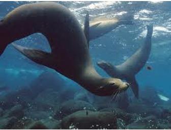 'Galapagos Sky' luxury live-aboard, (1 space) You Choose Dates - Subject to Availability