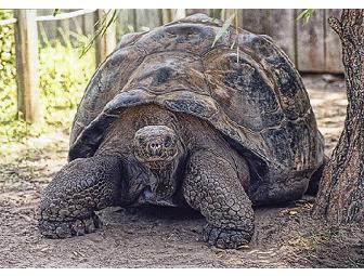 'Galapagos Sky' luxury live-aboard, (1 space) You Choose Dates - Subject to Availability