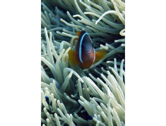 Fiji Diving and Luxury at Kadavu, Matava Resort, 8 day 7 nights (1 space)