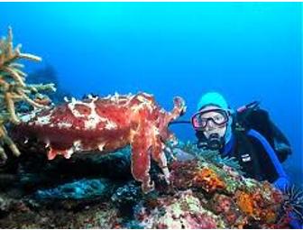 Komodo, Indonesia: Pindito Live-aboard (1 space) You Choose Dates-Subject to Availability