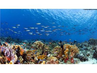 Komodo, Indonesia: Pindito Live-aboard (1 space) You Choose Dates-Subject to Availability