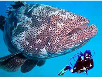 Komodo, Indonesia: Pindito Live-aboard (1 space) You Choose Dates-Subject to Availability