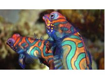 Minahasa Lagoon Luxury Resort, Indonesia (2 spaces) 5 days 4 nights