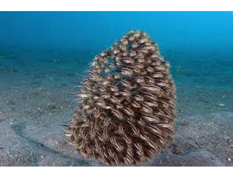 Minahasa Lagoon Luxury Resort, Indonesia (2 spaces) 5 days 4 nights