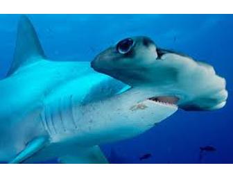 Toast New Year on 'Galapagos Sky' live-aboard luxury dive trip, Jan 1-8, 2012 (1 space)