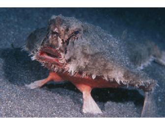 Indulge Your Passion - SCUBA Package - Saba, Dutch Caribbean,  4 days, 3 nights (1 spot)