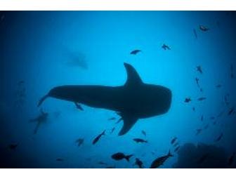SCUBA Expedition to Cocos Island  -  Dec 13-23, 2011 (1 Spot)  Shark Central