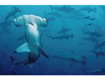 SCUBA Expedition to Cocos Island  -  Dec 13-23, 2011 (1 Spot)  Shark Central