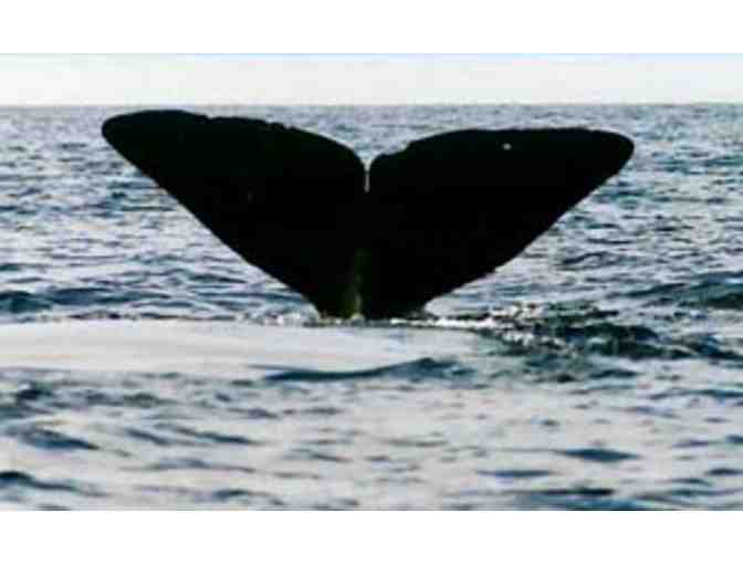 Art and Culture of Massachusetts - Museum Passes and Whale Watch