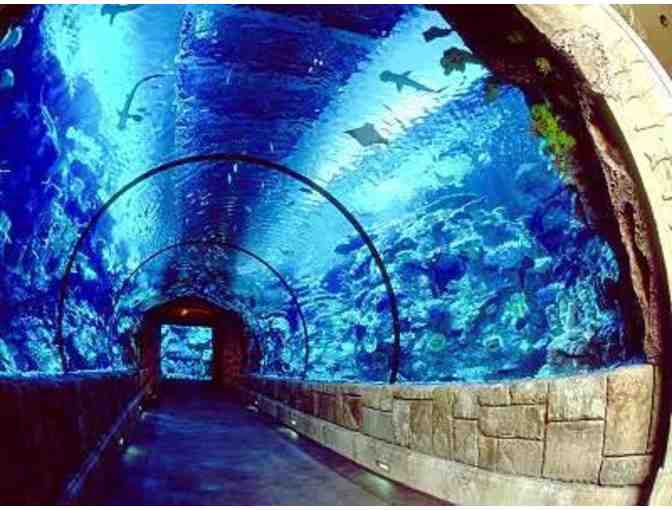 Viva Las Vegas with Air Fare!