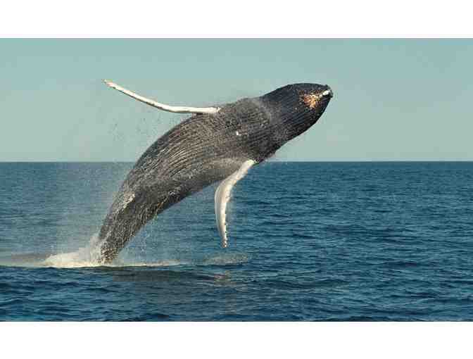Tickets Aboard a Bar Harbor Whale Watch!