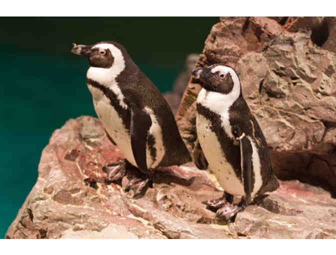 A Visit to the New England Aquarium & Boston Duck Tours!