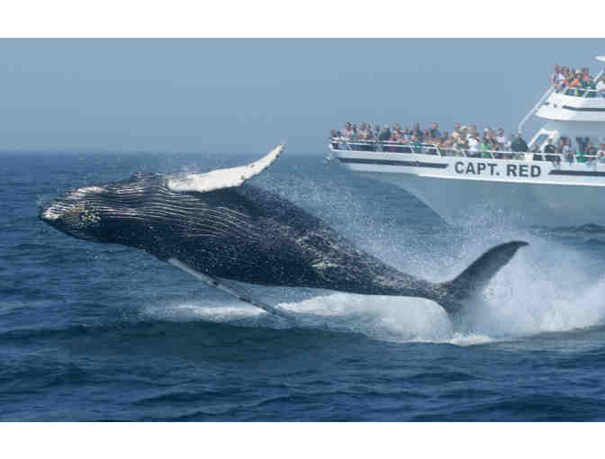 Tickets Aboard a Bar Harbor Whale Watch!
