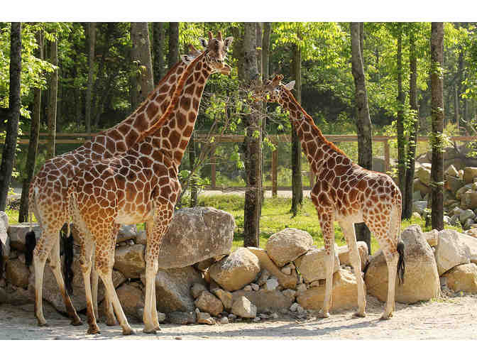 Zoo Package: Lions & Tigers & Bears, Oh My!