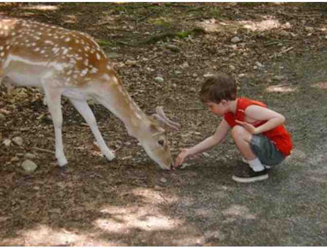 Zoo Package: Lions & Tigers & Bears, Oh My!