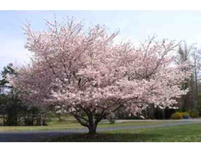 10' Flowering Cherry Tree Delivered & Planted from Ireland Gannon
