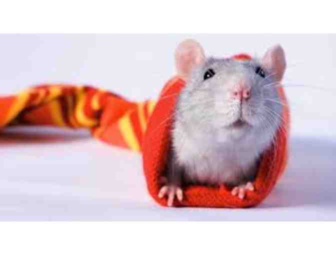 Lunch with Ms. Dana's Rats