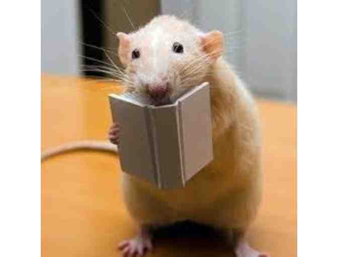 Lunch with Ms. Dana's Rats