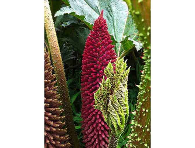 Admission for six to the SF Botanical Garden or Member Garden Parties