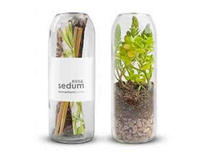 Terrarium in a bottle!