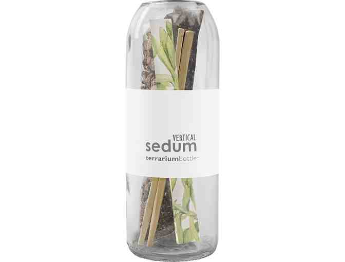 Terrarium in a bottle!