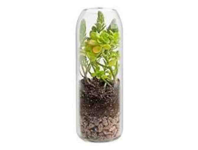 Terrarium in a bottle!