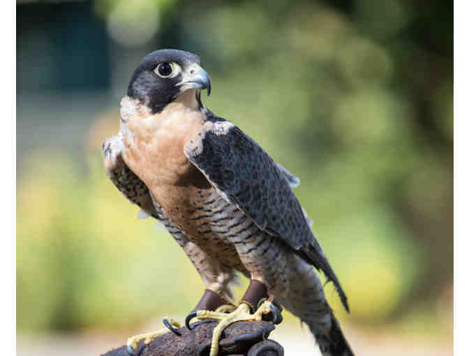 4 Guest Passes to Lindsay Wildlife Experience