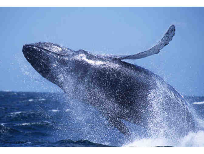 1 Adult Whale Watching ticket with Santa Cruz Whale Watching - Photo 2
