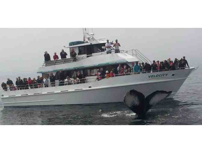 1 Adult Whale Watching ticket with Santa Cruz Whale Watching