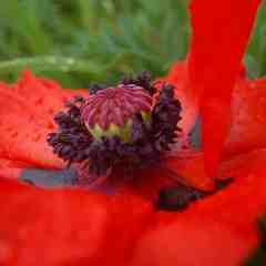 Carla Spain Photography