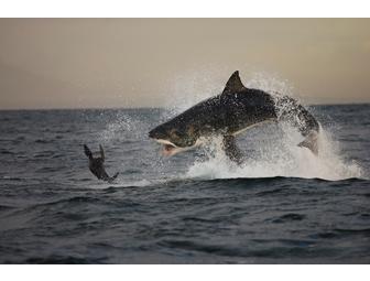 Lunch or Dinner with AIR JAWS' Chris & Monique Fallows  -  Simonstown, South Africa