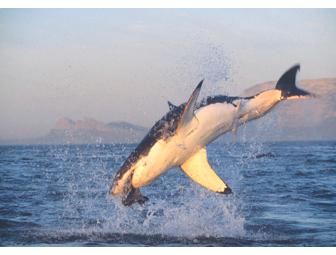 Lunch or Dinner with AIR JAWS' Chris & Monique Fallows  -  Simonstown, South Africa