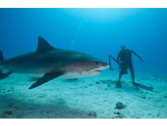 Lunch or Dinner with Fimmaker & Explorer Nancy McGee in Dallas, Texas